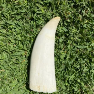 Polished Sperm Whale Tooth