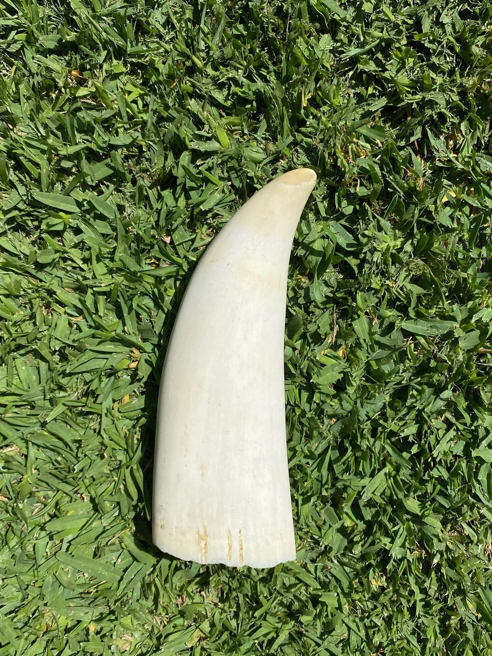 07619B25-CB7E-47F7-B32A-4A913A97520B Polished Sperm Whale Tooth