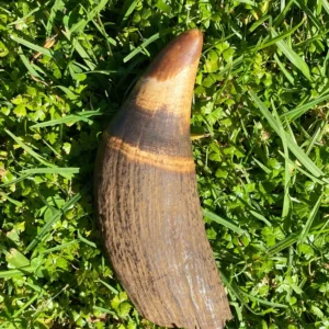 Fossilized Sperm Whale Tooth