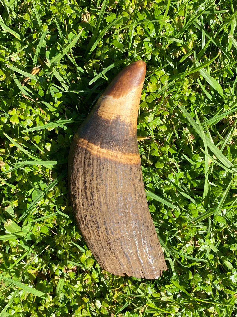 2758B6BC-2FEE-440A-B477-E589932DD4DB Fossilized Sperm Whale Tooth