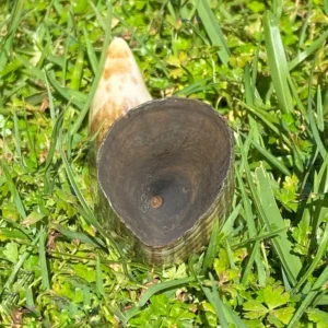 Fossilized Sperm Whale Ivory