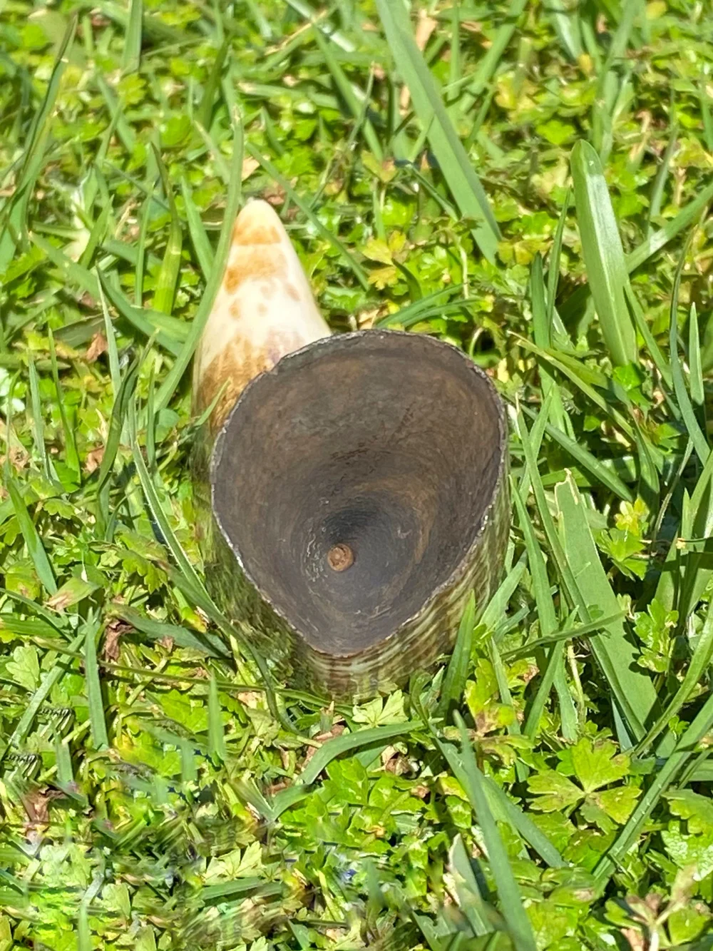 416583D5-19BA-4D6D-BBE0-73AE39571FED Fossilized Sperm Whale Ivory