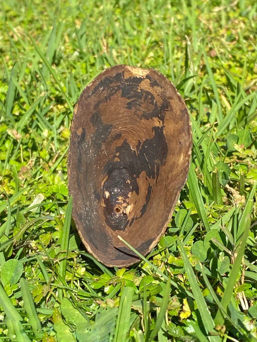 4910FF33-8D32-4A88-9B6D-39AB3F1355A8 Sperm Whale Ivory