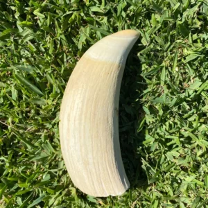 Whale Tooth