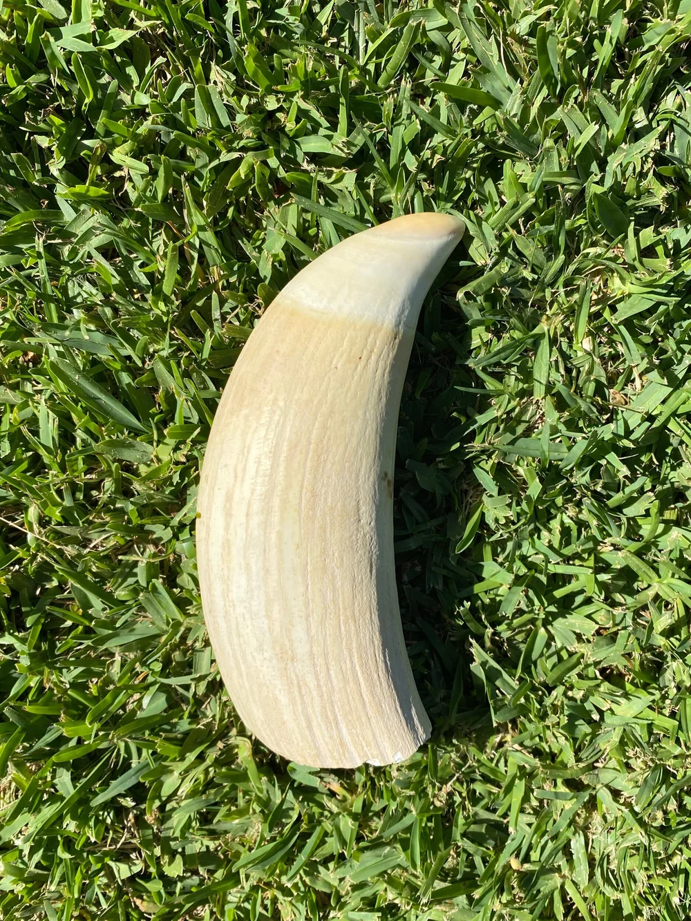 4931628A-2A6D-4B44-8D4A-41DD5D0FAB79 Whale Tooth