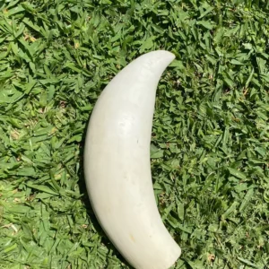 Whale Tooth For Sale