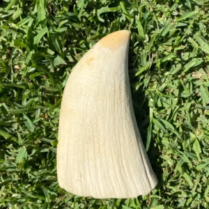 Sperm Whale Tooth