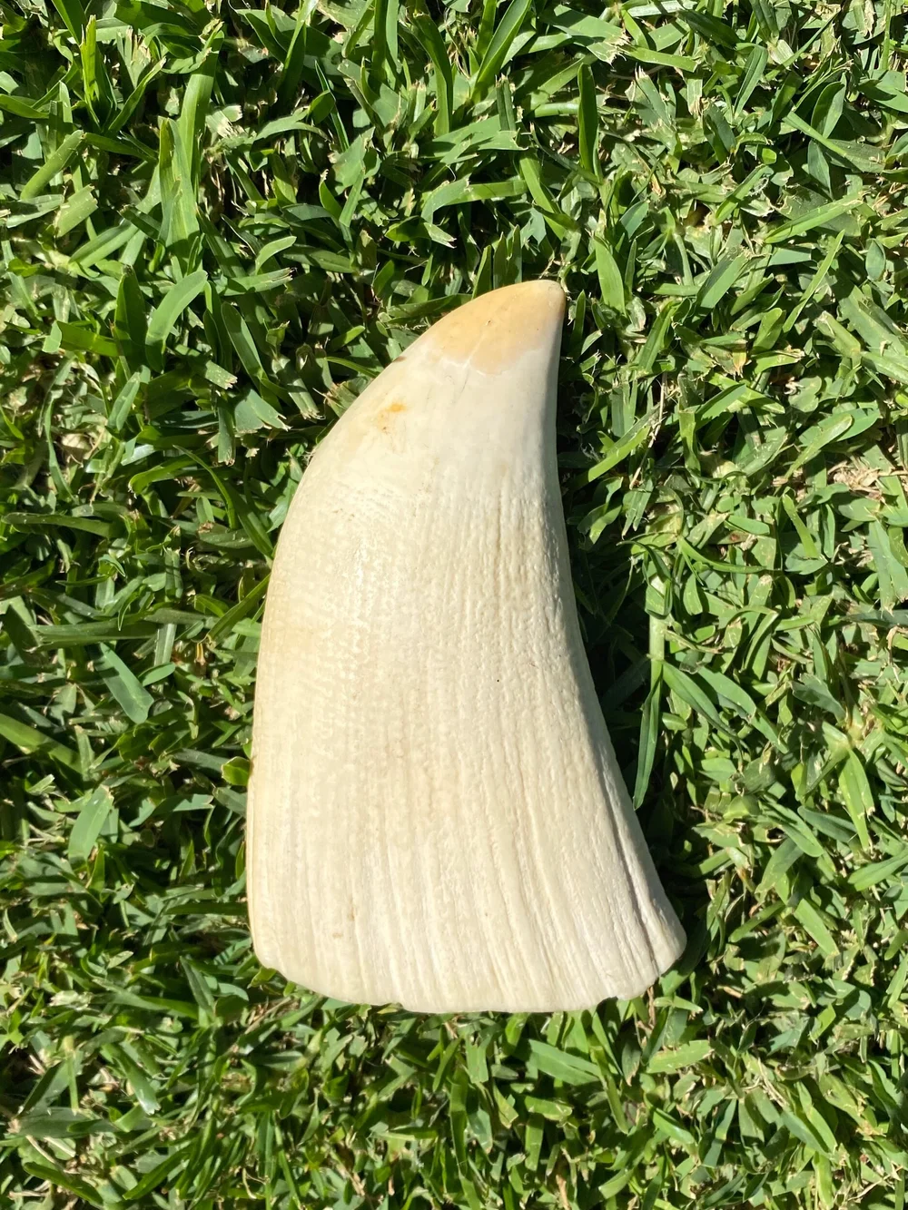 7ADC5005-67E5-47F8-8A80-A0BCEB463984 Sperm Whale Tooth