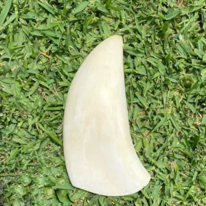 Sperm Whale Tooth