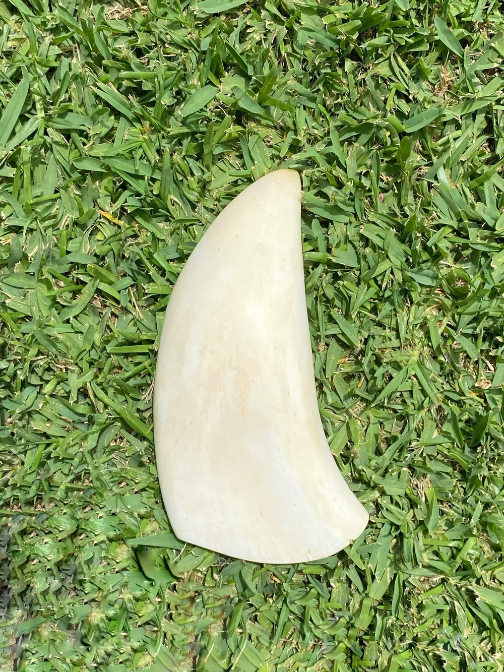 8BD1F214-B130-41EC-8CB8-FE23E6B7F384 Sperm Whale Tooth