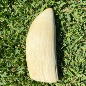 Sperm Whale Tooth Ivory