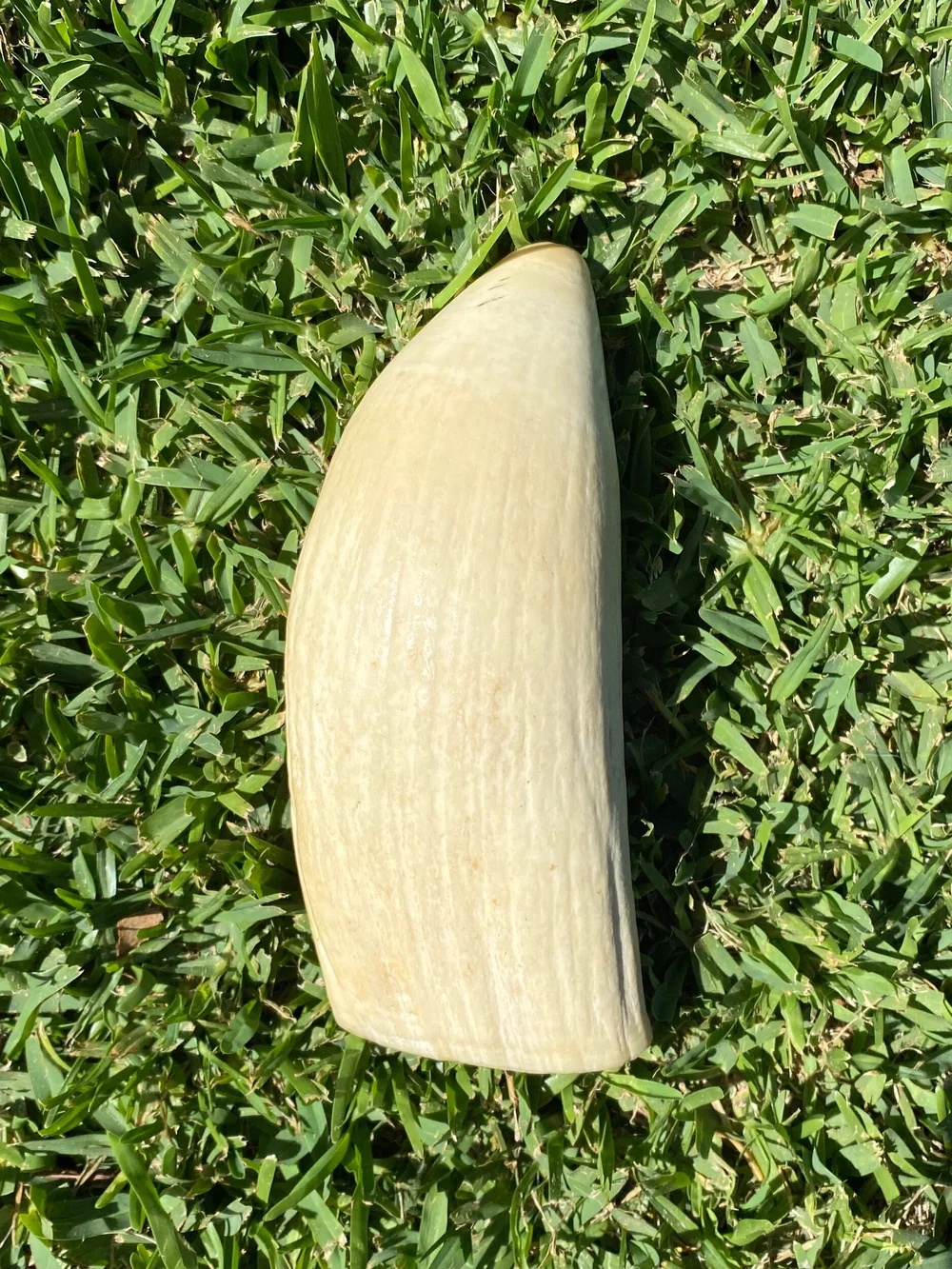 A16E1BCD-F75F-4DE2-813F-C3C5BBF1FF8B (1) Sperm Whale Tooth Ivory