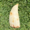 Whale Ivory Tooth