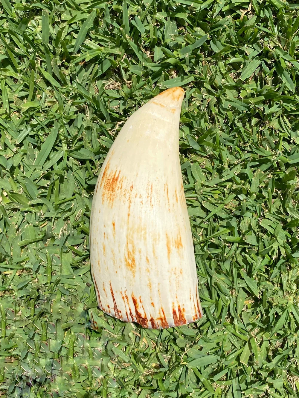 A33DBCF3-B5F3-49E4-9FF2-A4B90D6F4400 (1) Whale Ivory Tooth