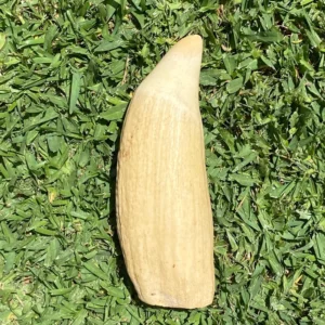 Genuine Sperm Whale Tooth