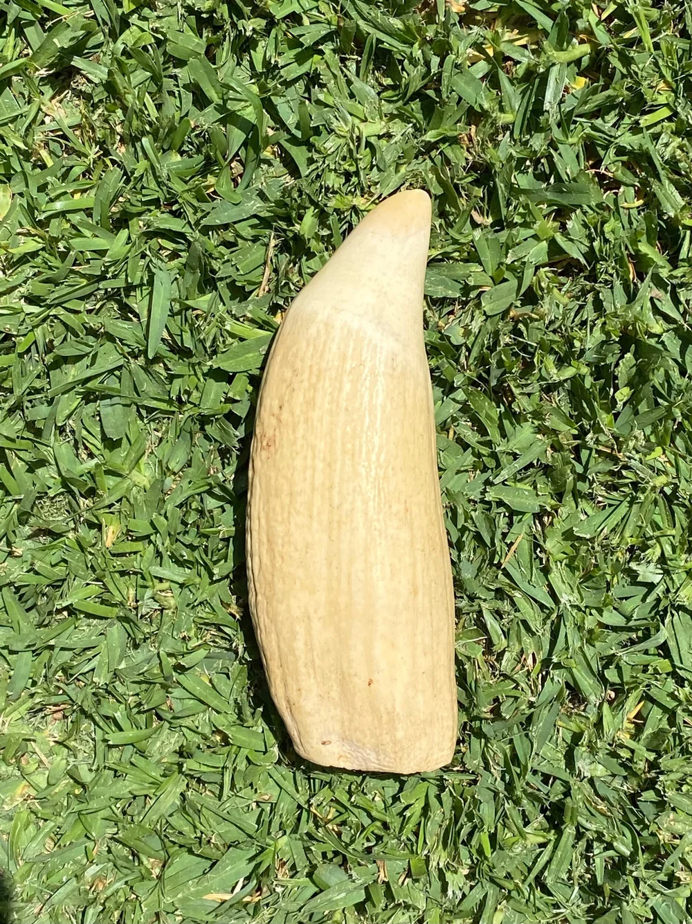 ABAA0950-257B-47A8-8E74-8761B0978CB3 Genuine Sperm Whale Tooth