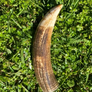 Fossilized Sperm Whale Ivory