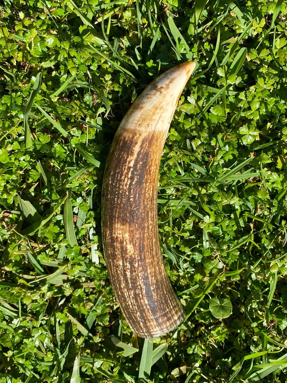 AC97FA63-9E43-4FB8-A0DF-4C715FFA5BE0 Fossilized Sperm Whale Ivory