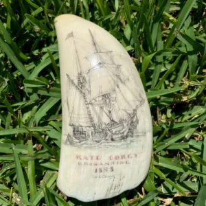 Scrimshaw on Sperm Whale Tooth