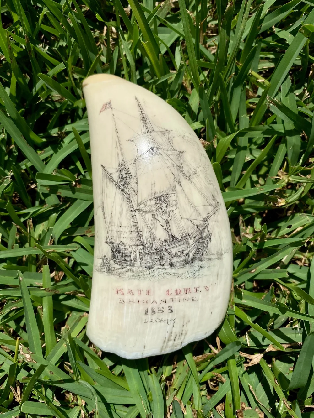 C946A6C8-9940-450E-A11A-1D8E4822130F Scrimshaw on Sperm Whale Tooth