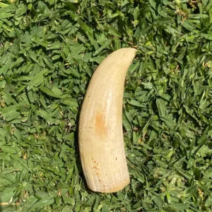 Sperm Whale Tooth