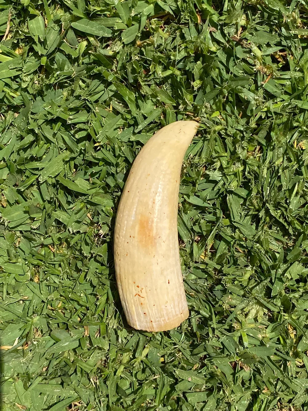 CFDF059D-D31F-4237-9924-C03C5C949EB8 Sperm Whale Tooth