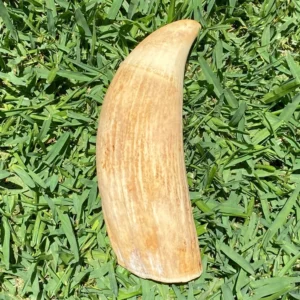 Sperm Whale Tooth