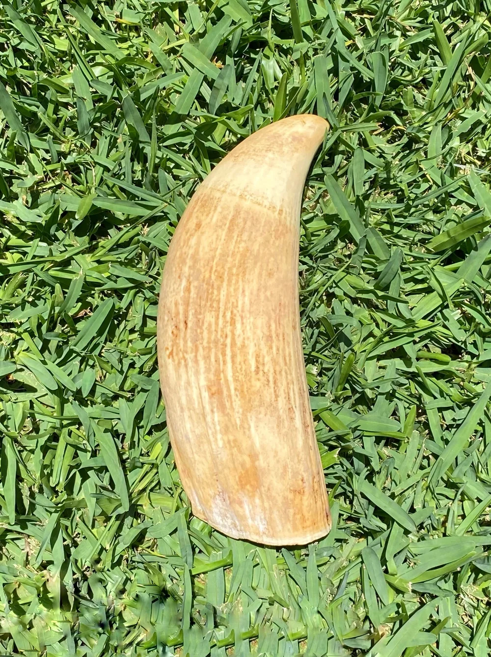 DC439A51-4E04-407D-AEFD-FEA38B1F1682 Sperm Whale Tooth