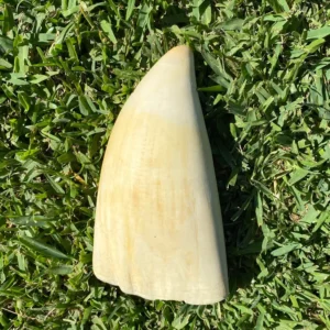 Sperm Whale Tooth