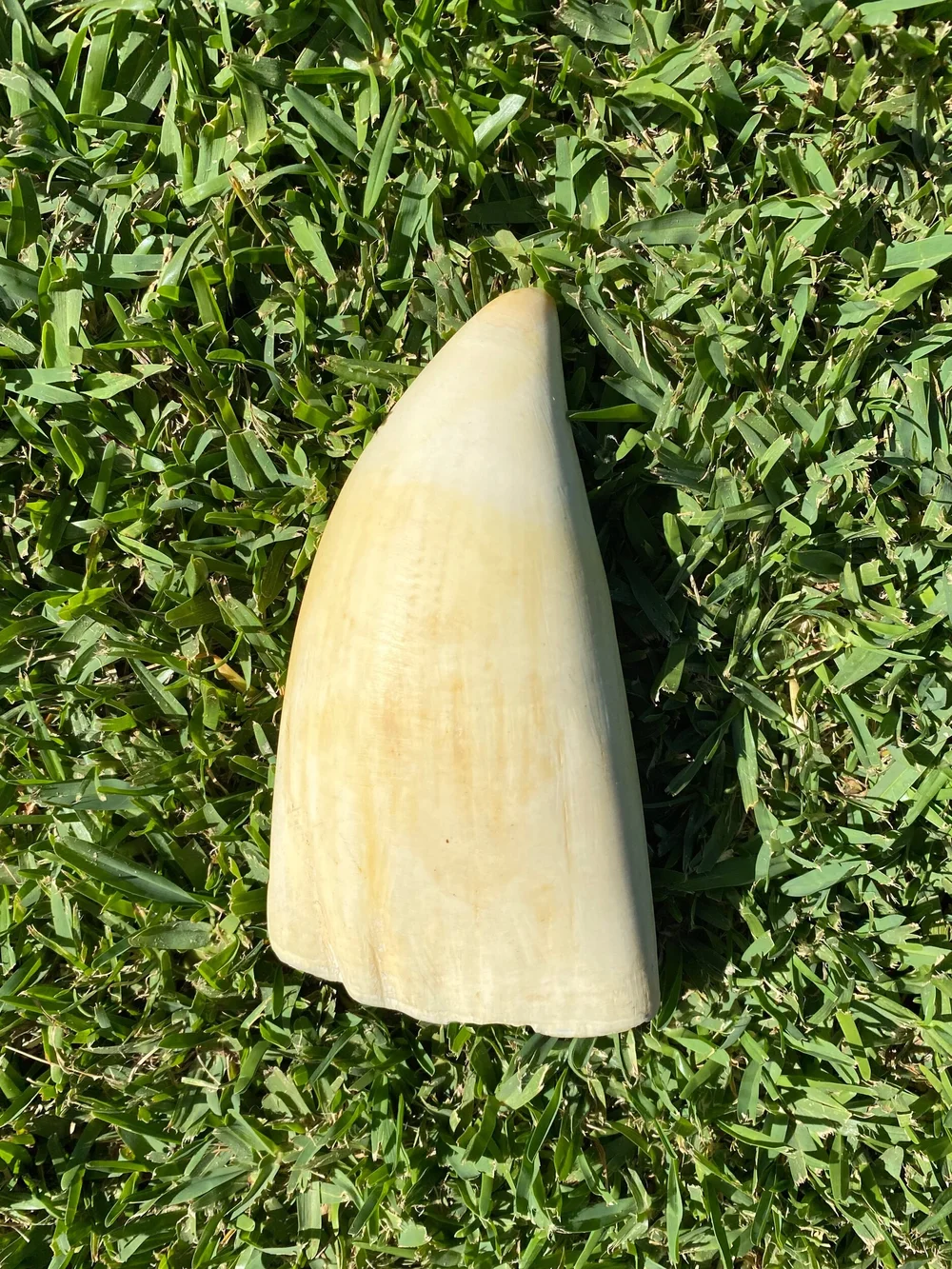 E6ACBC2C-BF0B-4CA8-9816-88B2B2967644 (1) Sperm Whale Tooth