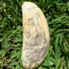 Sperm Whale Tooth Scrimshaw