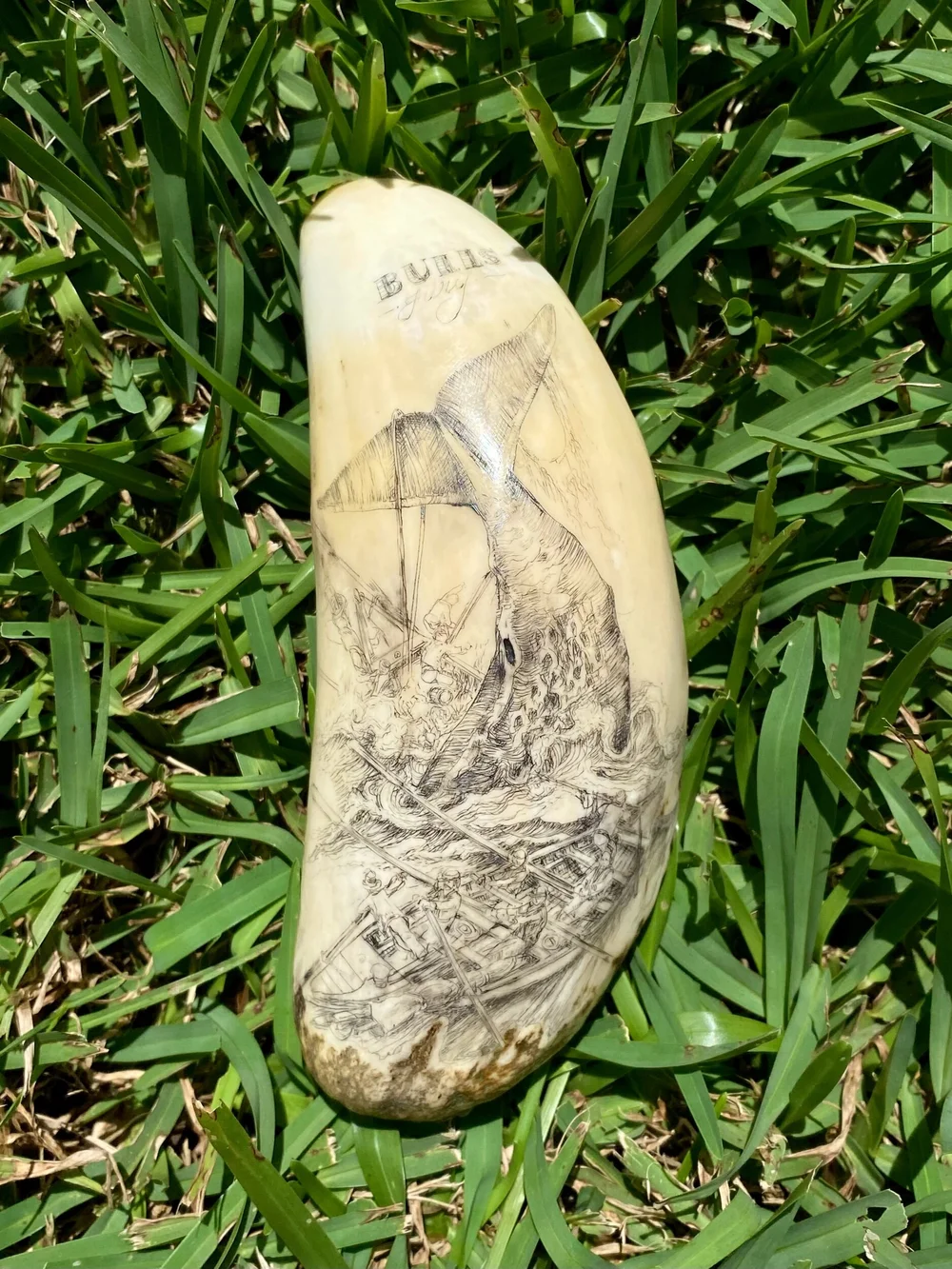 ECFC24DB-CDF2-4AA5-B80D-9CAB25EE6A00 Sperm Whale Tooth Scrimshaw