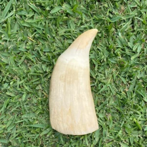 Whale Tooth Ivory