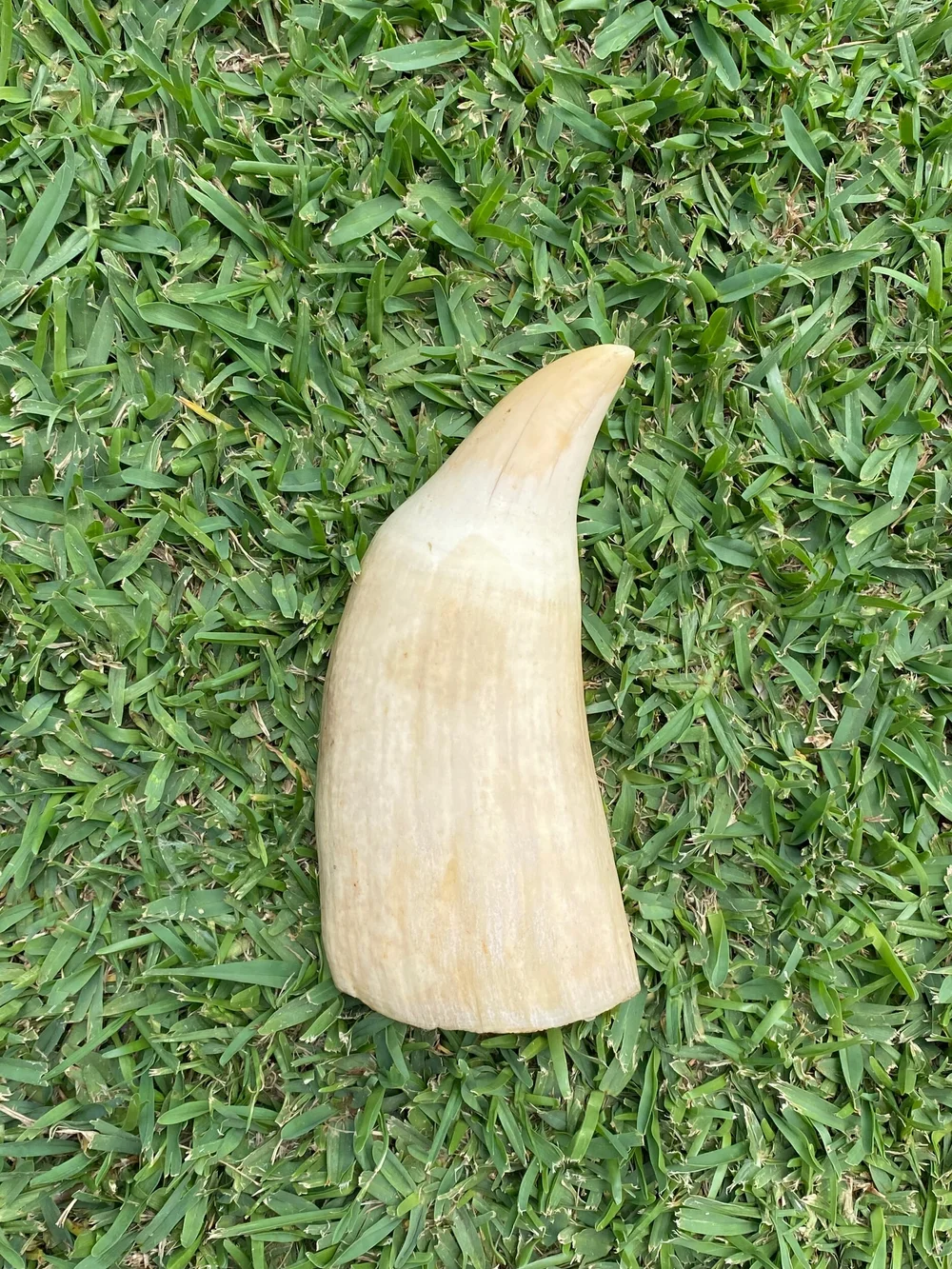 EE4C0A50-E787-4449-BA21-841BFC35069F Whale Tooth Ivory
