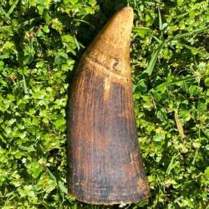 Sperm Whale Ivory
