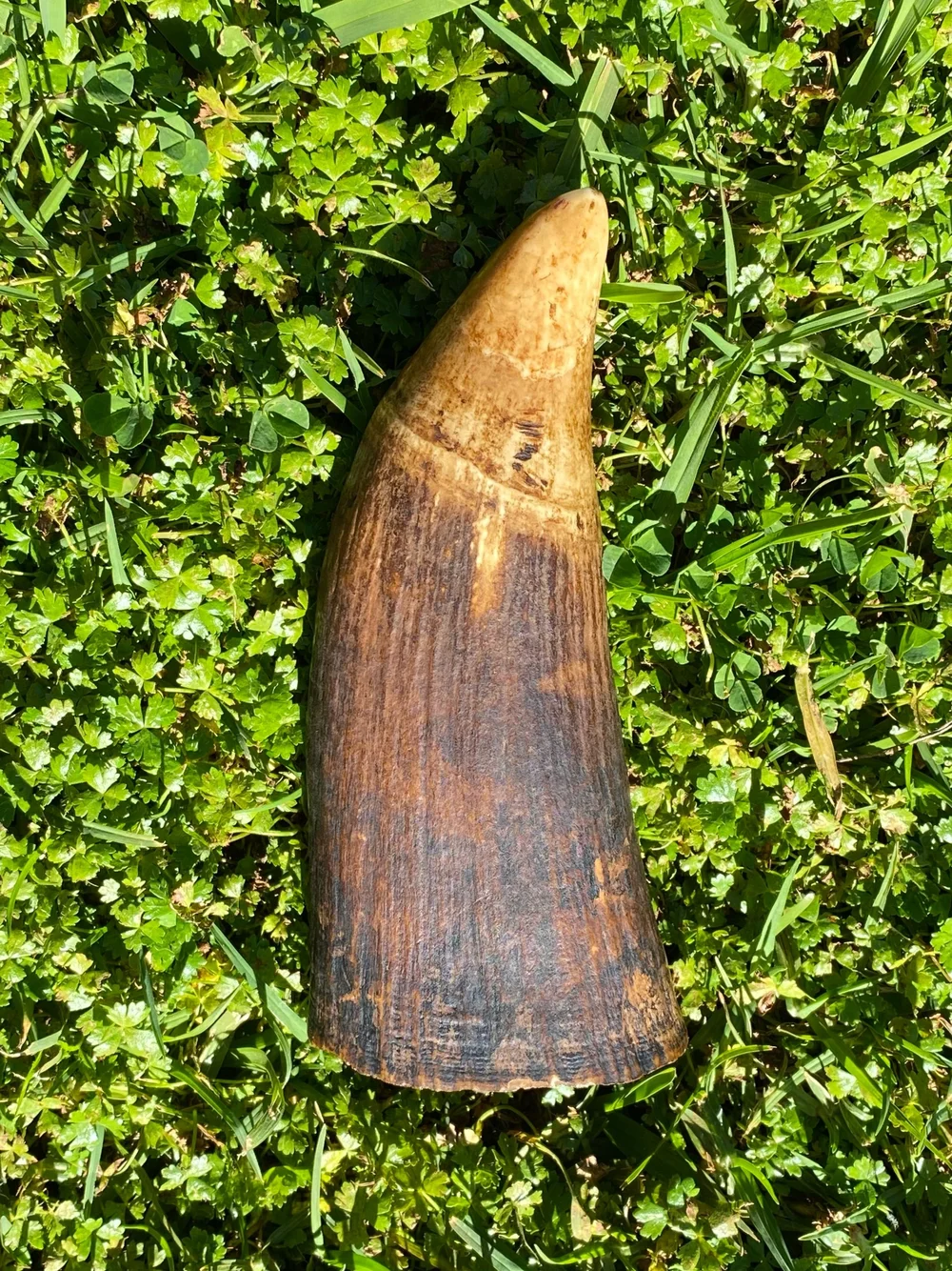 F4189842-B6A8-462F-961A-87D036F630D2 Sperm Whale Ivory