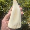 Whale Tooth Ivory