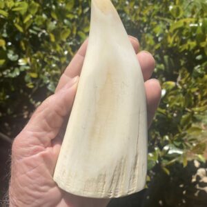 Whale Tooth Ivory