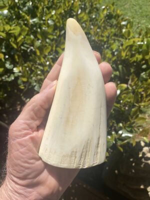 Whale Tooth Ivory