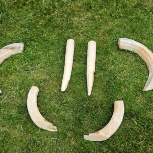 Hippo Tusks For Sale