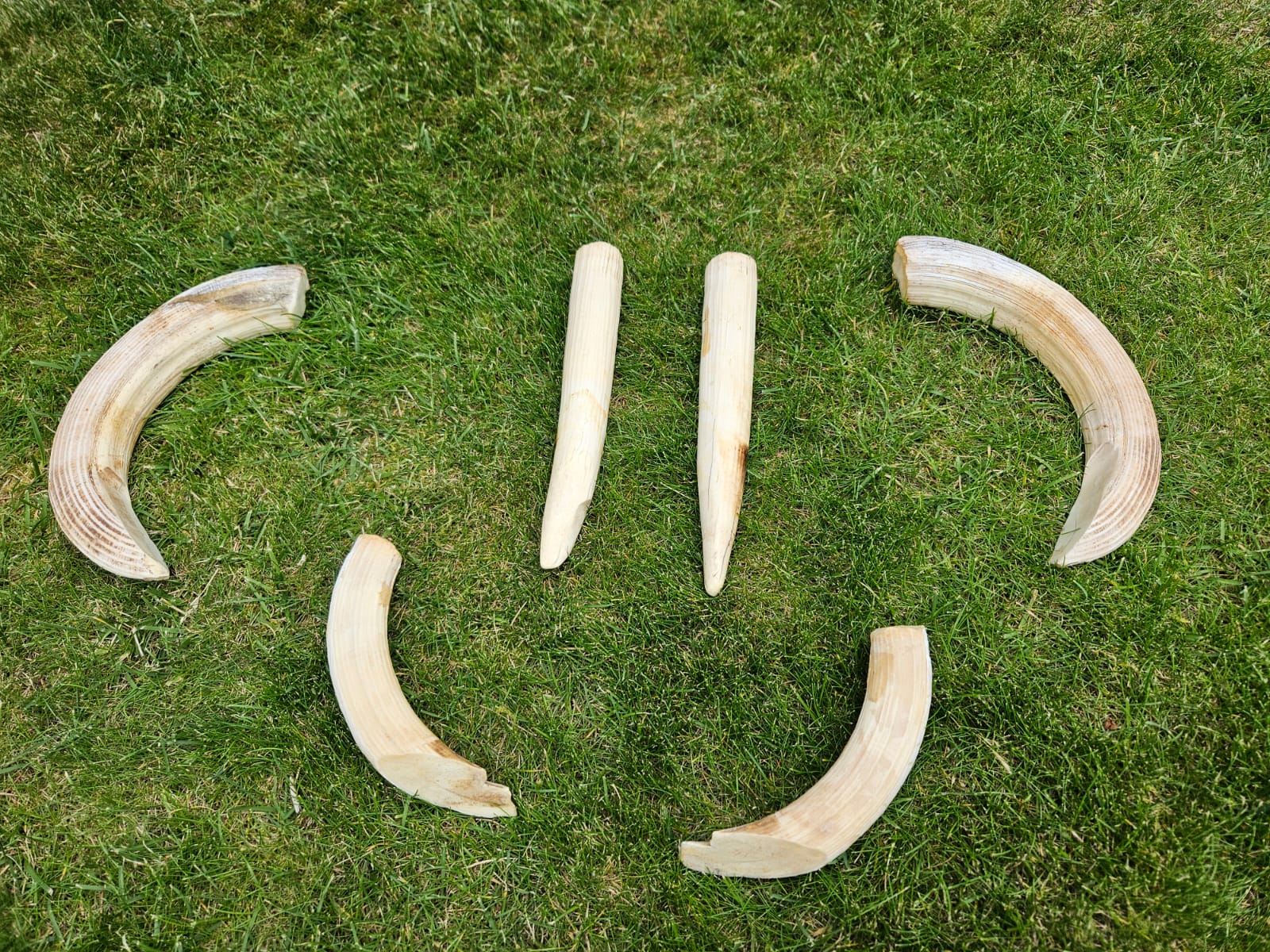 IMG-20250528-WA0060 Hippopotamus Tusks