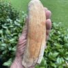 Vintage Sperm Whale Tooth