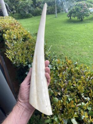 Walrus Tusk