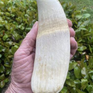 Sperm Whale Tooth