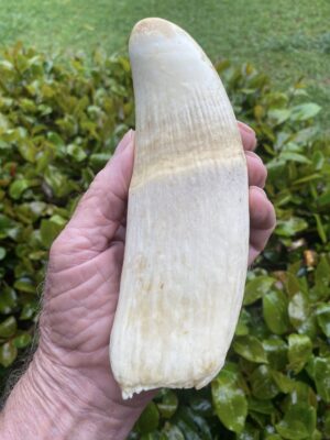 Sperm Whale Tooth