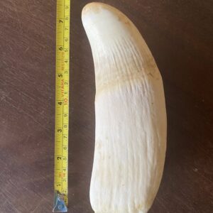 Sperm Whale Tooth