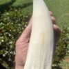 Whale Tooth