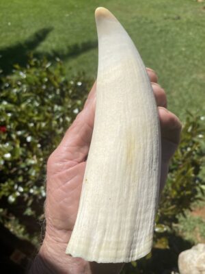 Whale Tooth