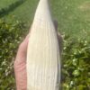 Authentic Sperm Whale Tooth