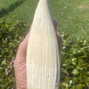 Authentic Sperm Whale Tooth